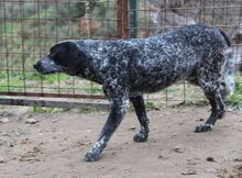 RYK, Hund, Mischlingshund in Italien - Bild 14