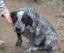 RYK, Hund, Mischlingshund in Italien - Bild 15