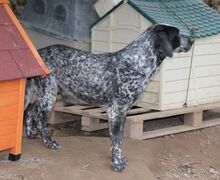 RYK, Hund, Mischlingshund in Italien - Bild 19