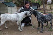 RYK, Hund, Mischlingshund in Italien - Bild 20
