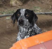 RYK, Hund, Mischlingshund in Italien - Bild 22