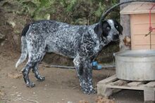 RYK, Hund, Mischlingshund in Italien - Bild 23