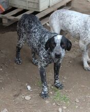 RYK, Hund, Mischlingshund in Italien - Bild 25