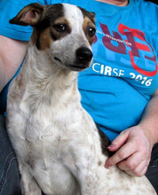 SIGGY, Hund, Mischlingshund in Lupburg - Bild 14