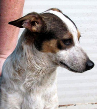 SIGGY, Hund, Mischlingshund in Lupburg - Bild 9