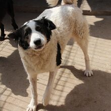 NINA, Hund, Mischlingshund in Rumänien - Bild 2