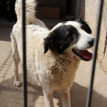 NINA, Hund, Mischlingshund in Rumänien - Bild 3