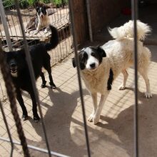 NINA, Hund, Mischlingshund in Rumänien - Bild 4
