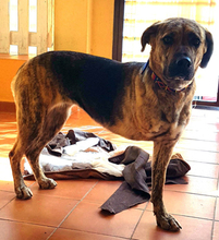 SILVIANA, Hund, Mischlingshund in Spanien - Bild 2