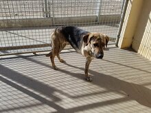SILVIANA, Hund, Mischlingshund in Spanien - Bild 3