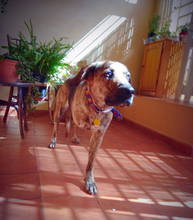 SILVIANA, Hund, Mischlingshund in Spanien - Bild 4
