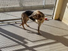 SILVIANA, Hund, Mischlingshund in Spanien - Bild 7