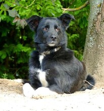 FLORIN, Hund, Mischlingshund in St. Ingbert - Bild 1