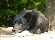 FLORIN, Hund, Mischlingshund in St. Ingbert - Bild 3
