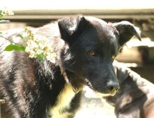 FLORIN, Hund, Mischlingshund in St. Ingbert - Bild 4