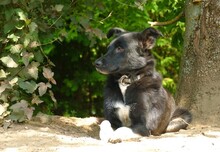 FLORIN, Hund, Mischlingshund in St. Ingbert - Bild 7