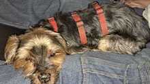 SUQUE, Hund, Yorkshire Terrier in Karlsruhe - Bild 10