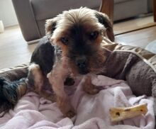 SUQUE, Hund, Yorkshire Terrier in Karlsruhe - Bild 11