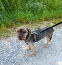 SUQUE, Hund, Yorkshire Terrier in Karlsruhe - Bild 4