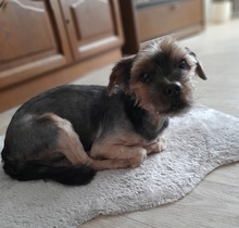 SUQUE, Hund, Yorkshire Terrier in Karlsruhe - Bild 5
