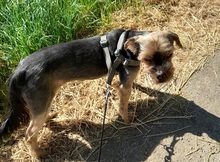 SUQUE, Hund, Yorkshire Terrier in Karlsruhe - Bild 6