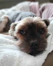 SUQUE, Hund, Yorkshire Terrier in Karlsruhe - Bild 7