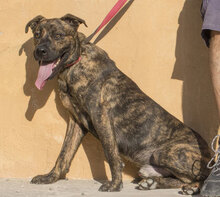 ROBIN, Hund, Boxer-Mix in Spanien - Bild 8