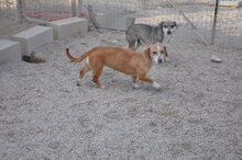 LUNA, Hund, Mischlingshund in Italien - Bild 2
