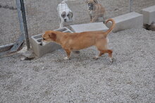 LUNA, Hund, Mischlingshund in Italien - Bild 4