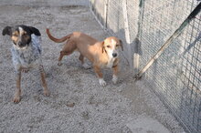 LUNA, Hund, Mischlingshund in Italien - Bild 6