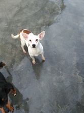 PENCA, Hund, Mischlingshund in Spanien - Bild 4