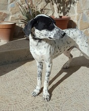 RAUL, Hund, Dalmatiner-Pointer-Mix in Spanien - Bild 1