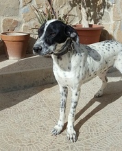 RAUL, Hund, Dalmatiner-Pointer-Mix in Spanien - Bild 2