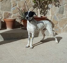 RAUL, Hund, Dalmatiner-Pointer-Mix in Spanien - Bild 3