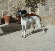 RAUL, Hund, Dalmatiner-Pointer-Mix in Spanien - Bild 4
