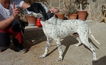 RAUL, Hund, Dalmatiner-Pointer-Mix in Spanien - Bild 5
