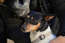 JIMENO, Hund, Ratonero Bodeguero Andaluz in Spanien - Bild 22