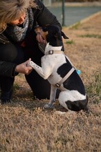 JIMENO, Hund, Ratonero Bodeguero Andaluz in Spanien - Bild 23