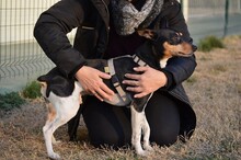 JIMENO, Hund, Ratonero Bodeguero Andaluz in Spanien - Bild 4