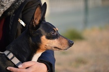 JIMENO, Hund, Ratonero Bodeguero Andaluz in Spanien - Bild 6