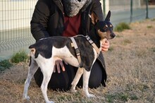 JIMENO, Hund, Ratonero Bodeguero Andaluz in Spanien - Bild 7