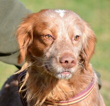 BRUNO, Hund, Bretonischer Spaniel in Spanien - Bild 1