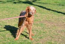 BRUNO, Hund, Bretonischer Spaniel in Spanien - Bild 10