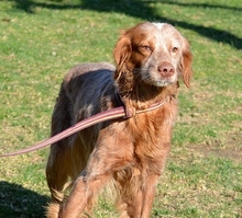 BRUNO, Hund, Bretonischer Spaniel in Spanien - Bild 11