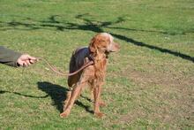 BRUNO, Hund, Bretonischer Spaniel in Spanien - Bild 12