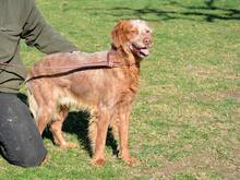 BRUNO, Hund, Bretonischer Spaniel in Spanien - Bild 13