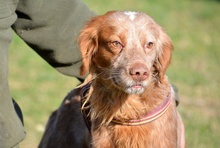 BRUNO, Hund, Bretonischer Spaniel in Spanien - Bild 15