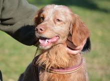 BRUNO, Hund, Bretonischer Spaniel in Spanien - Bild 16