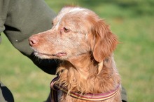 BRUNO, Hund, Bretonischer Spaniel in Spanien - Bild 18