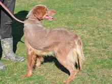 BRUNO, Hund, Bretonischer Spaniel in Spanien - Bild 4